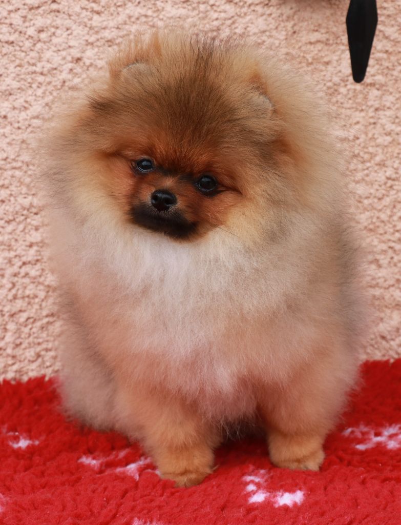 Chiot Spitz allemand De La Cité D'Orphée