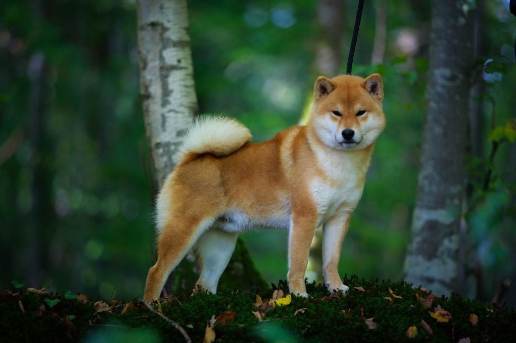 PAPA DES BB DES SHIBA