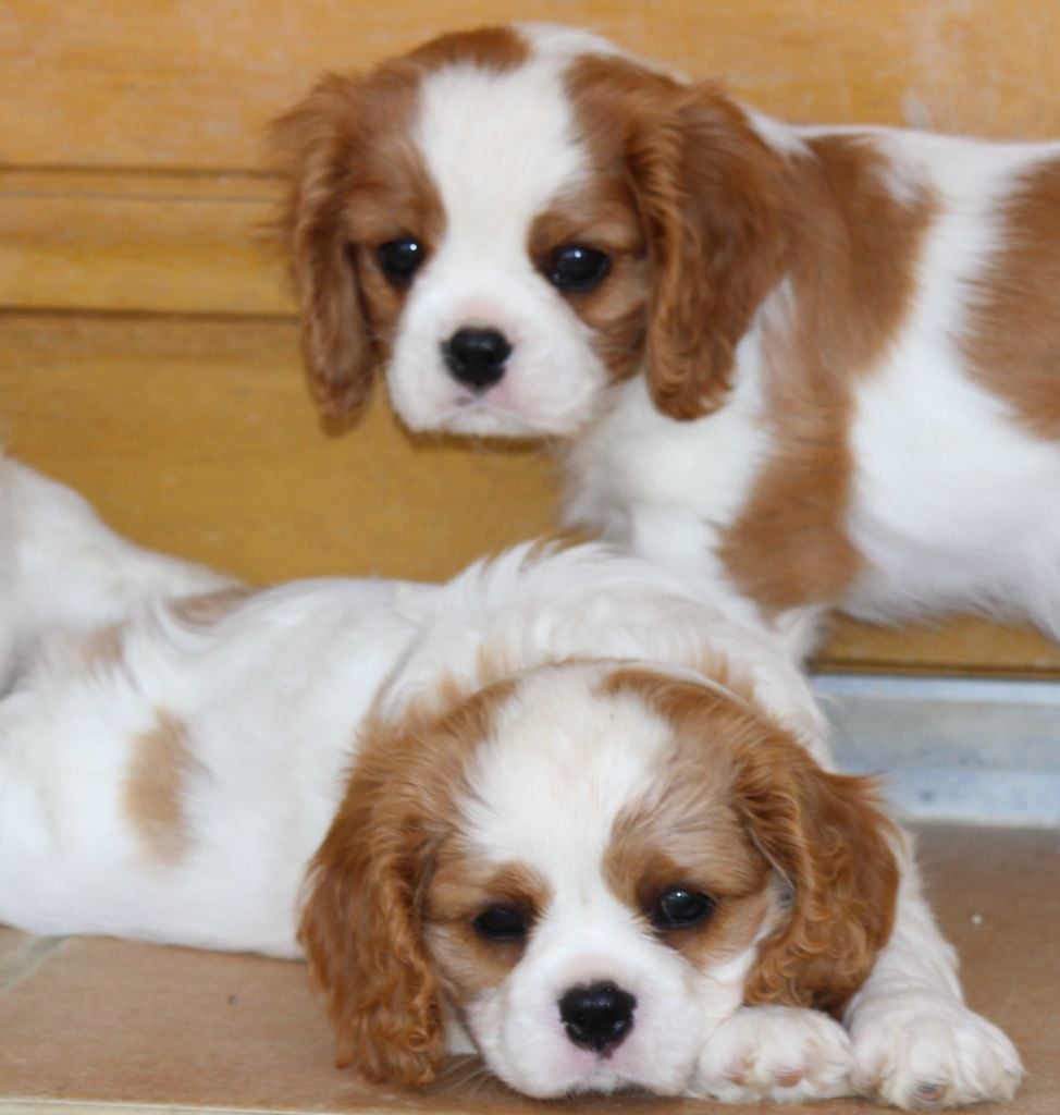 Chiot Cavalier King Charles Spaniel du Royaume des quatre vents