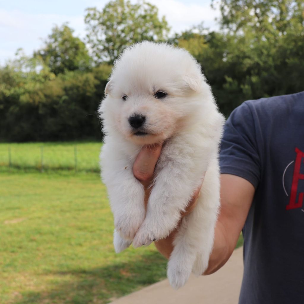 Of Farah's Pearls - Berger Blanc Suisse - Portée née le 27/08/2023