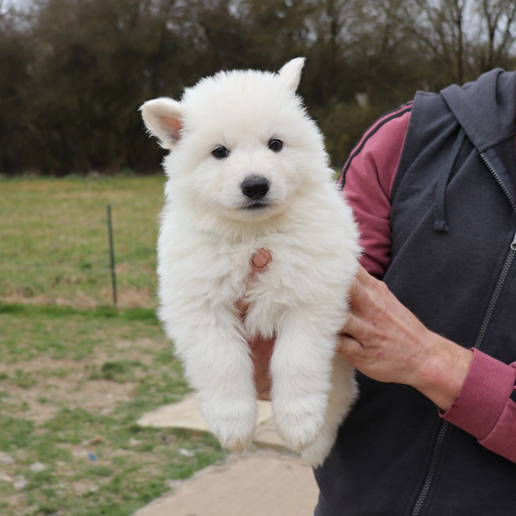 Of Farah's Pearls - Chiots disponibles - Berger Blanc Suisse