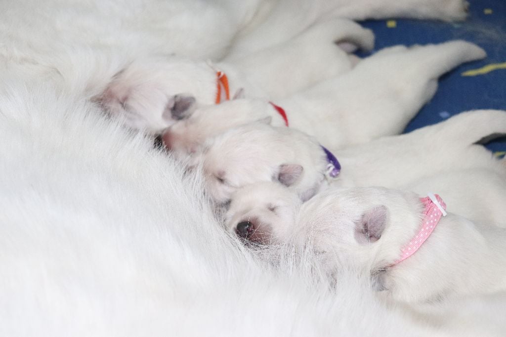 Of Farah's Pearls - Berger Blanc Suisse - Portée née le 17/04/2020