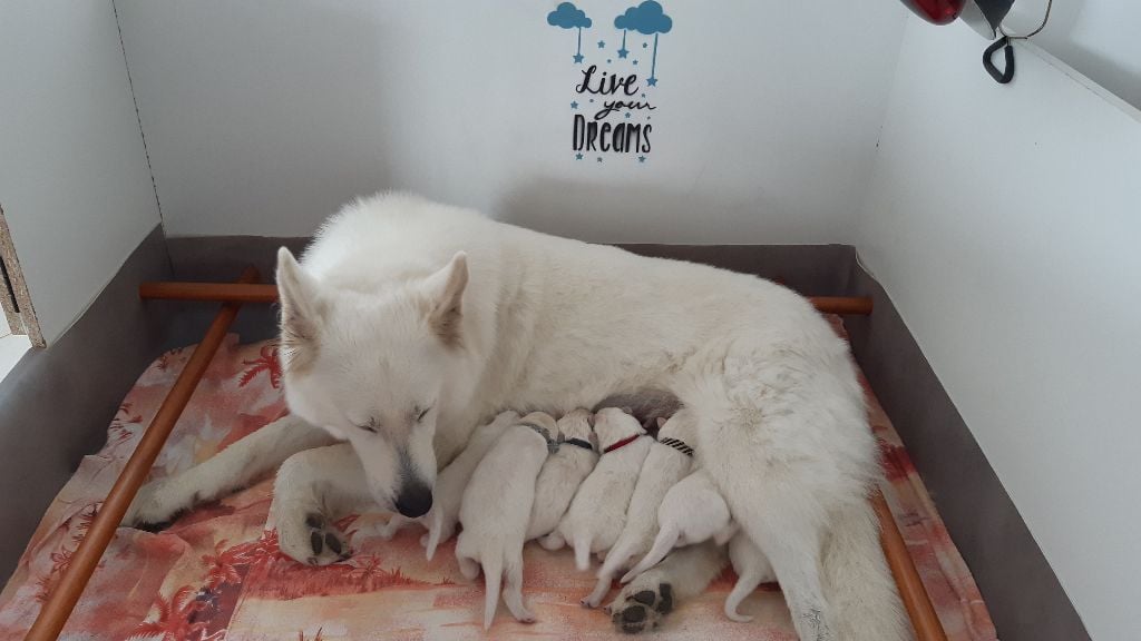 Chiot Berger Blanc Suisse Of Farah's Pearls