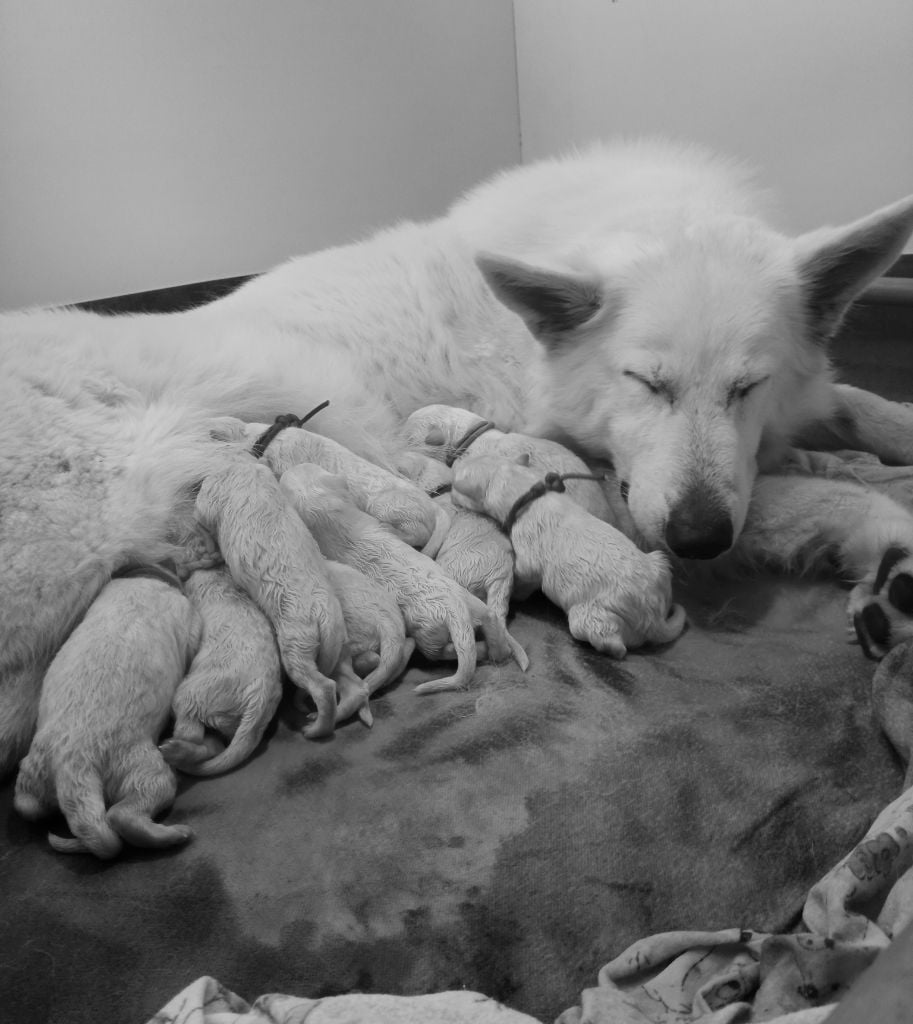 Of Farah's Pearls - Berger Blanc Suisse - Portée née le 26/09/2023