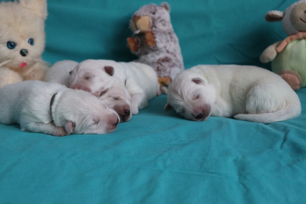 Chiot Berger Blanc Suisse Of Farah's Pearls