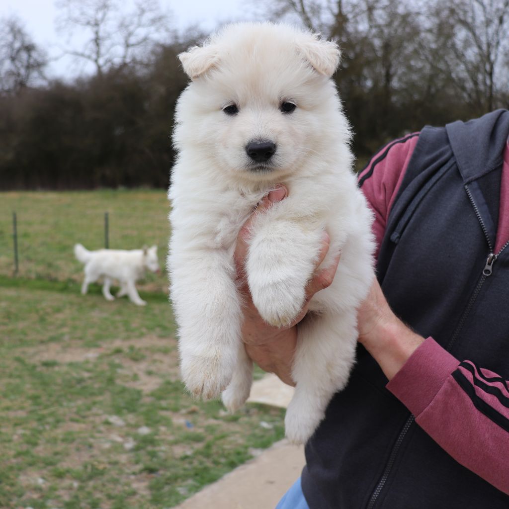 Of Farah's Pearls - Chiots disponibles - Berger Blanc Suisse