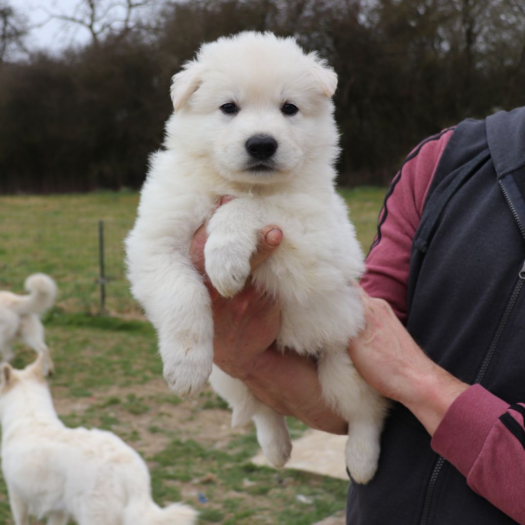 Of Farah's Pearls - Chiots disponibles - Berger Blanc Suisse