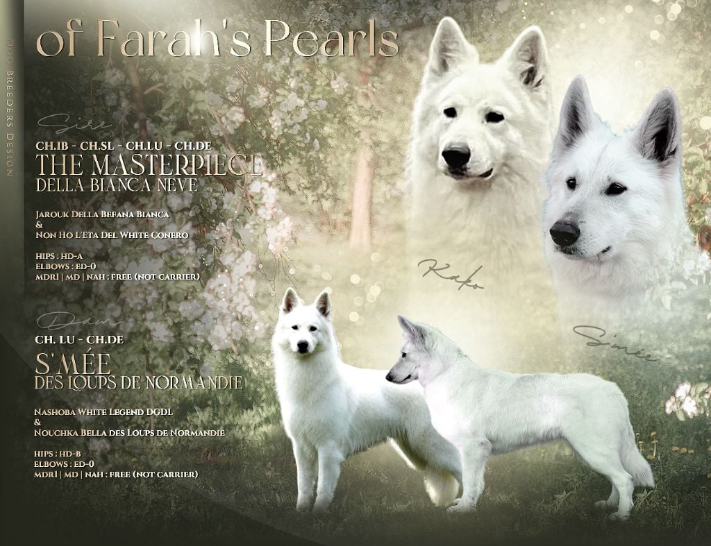 Chiot Berger Blanc Suisse Of Farah's Pearls