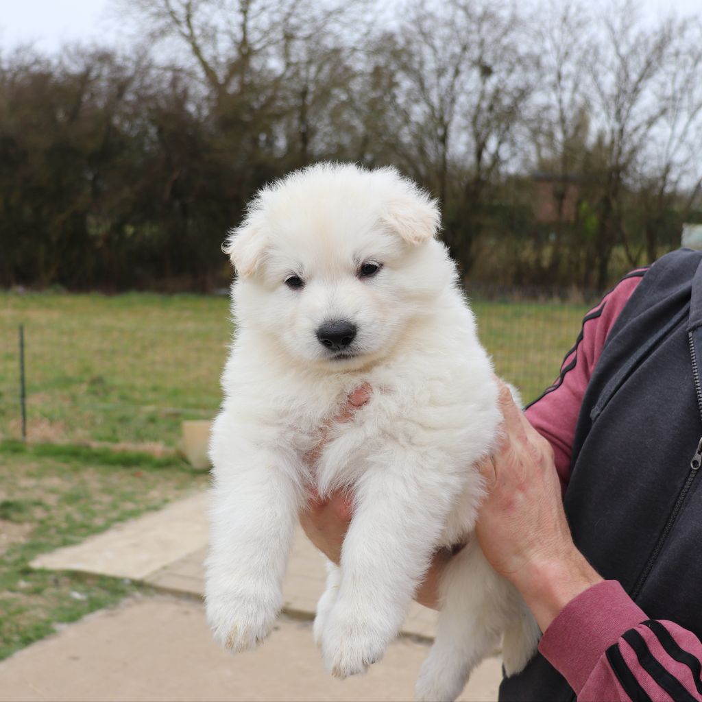 Of Farah's Pearls - Chiots disponibles - Berger Blanc Suisse