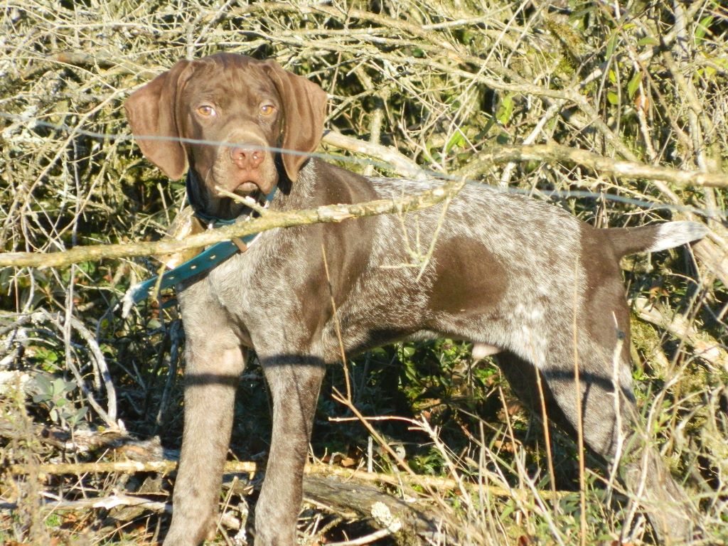 Des Baies De Genevrier - Chiots disponibles - Braque français, type Pyrenees (petite taille)