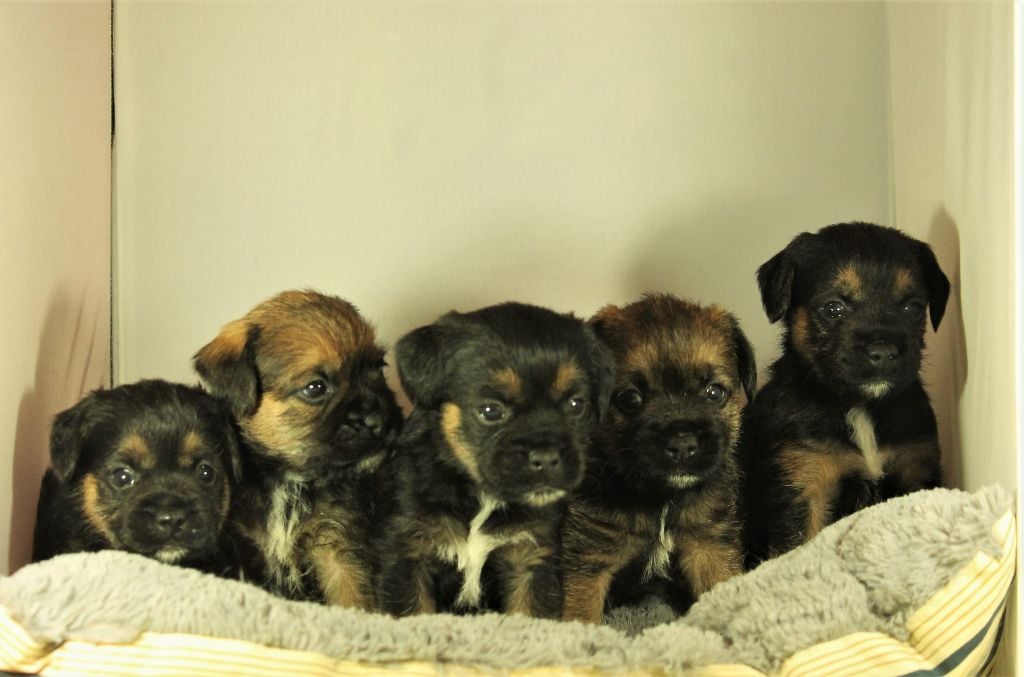 Des Loutres De Terre - Border Terrier - Portée née le 05/02/2020