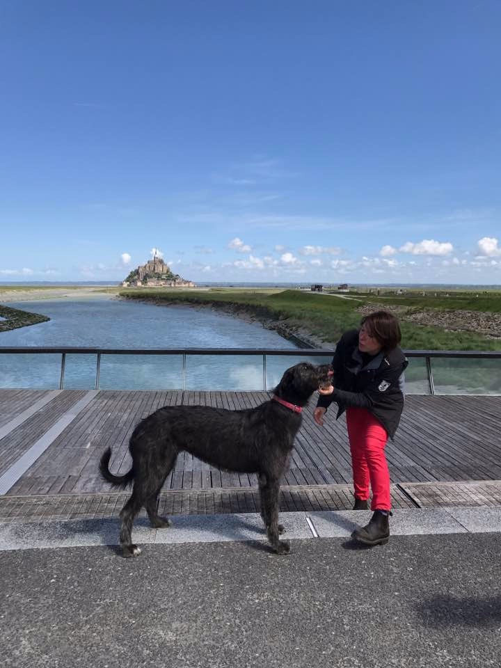 Des Géants D'Eire - Bientôt des chiots... 