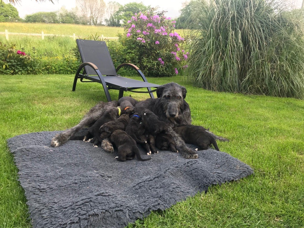 Des Géants D'Eire - les bb ont 3 semaines !