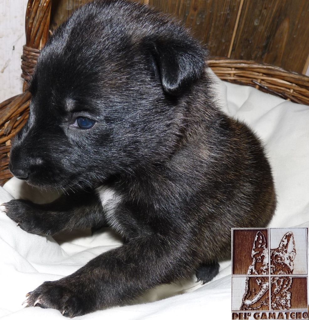 Del'Gamatcho - Chiots disponibles - Berger hollandais