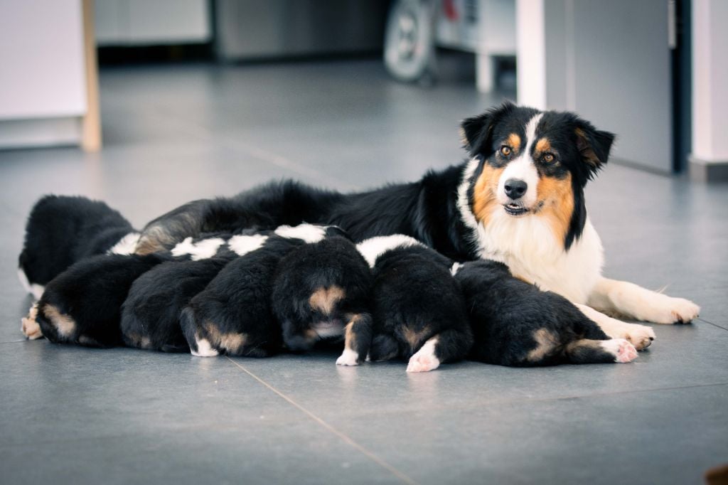 Chiot Berger Australien Des Talismans De Jolice