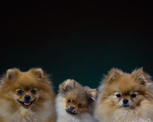 spitz pomeraniens