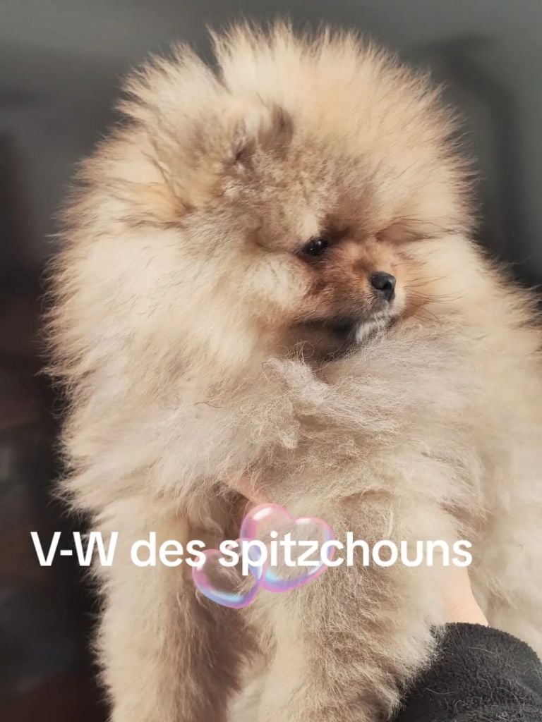 Des Spitz'chouns - Chiots disponibles - Spitz allemand