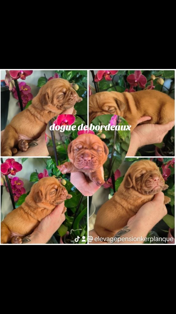 Chiot dogue de bordeaux 