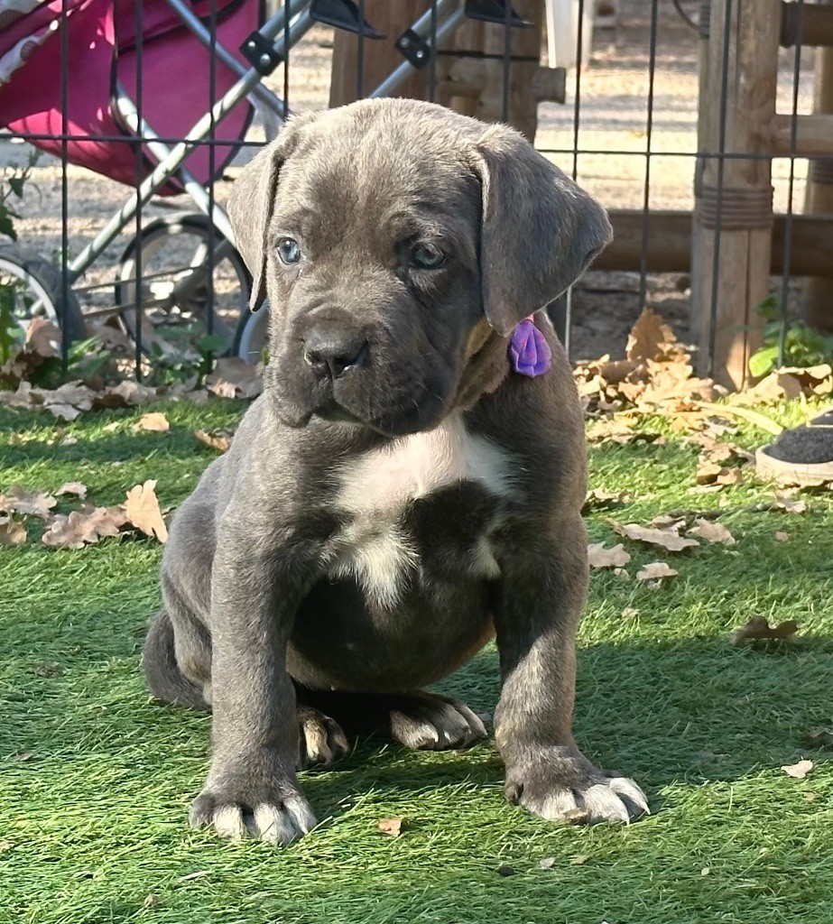 De L'Univers De Kerplanque - Cane Corso - Portée née le 16/08/2023