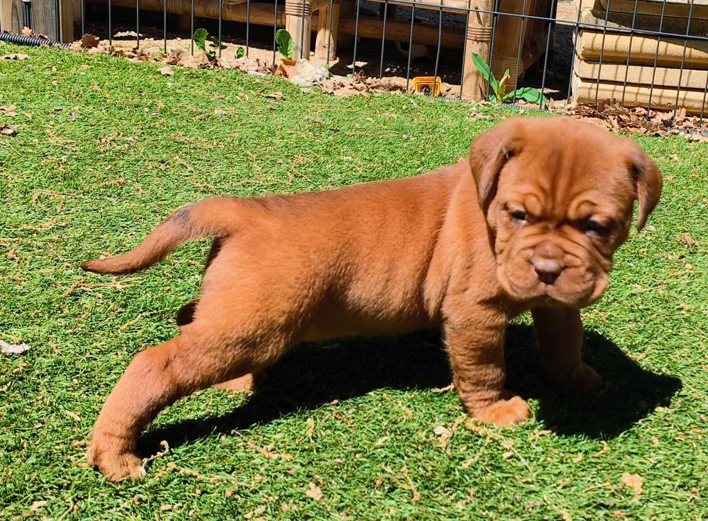 De L'Univers De Kerplanque - Dogue de Bordeaux - Portée née le 31/03/2024