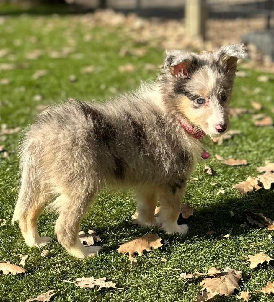 De L'Univers De Kerplanque - Shetland Sheepdog - Portée née le 06/12/2023