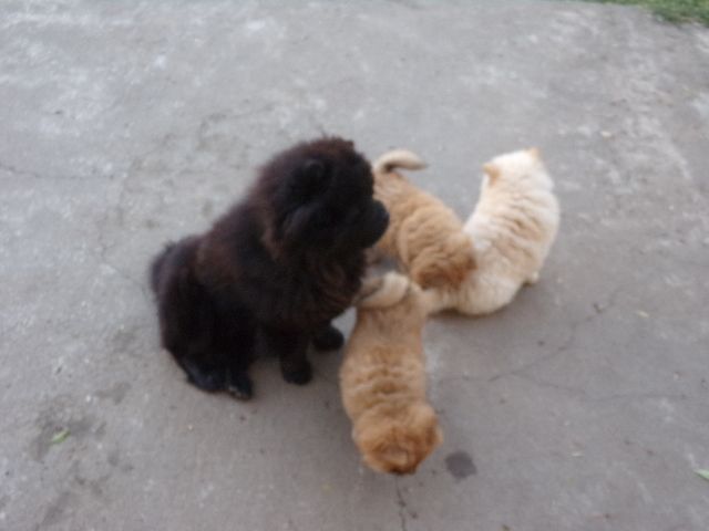 Chiot Chow Chow Du Domaine Des Colibris