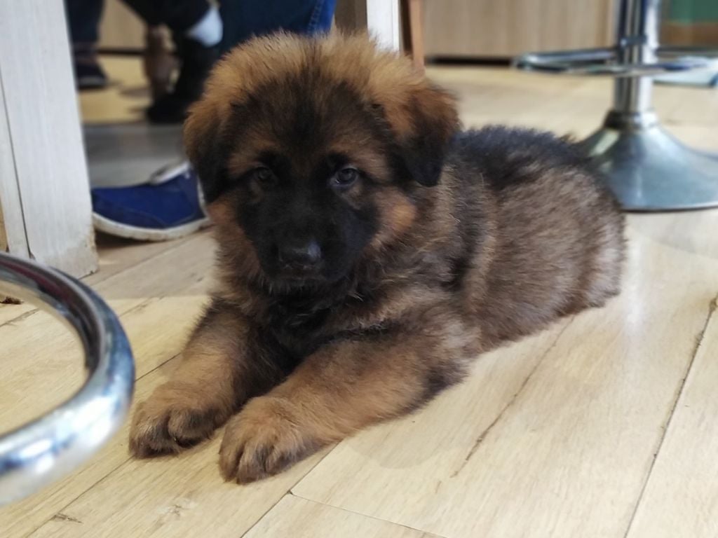 Chiot Berger Allemand Franck Martel