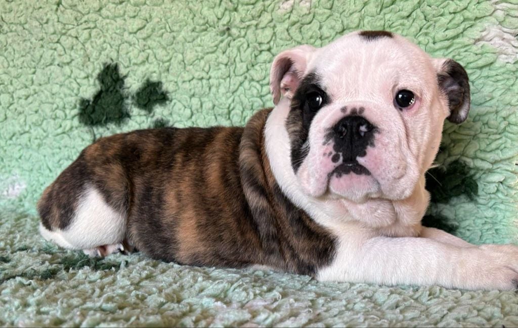 des Croisades Ariègeoises - Chiots disponibles - Bulldog Anglais