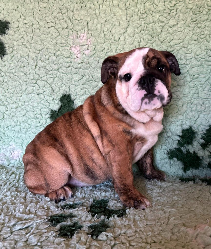 des Croisades Ariègeoises - Chiots disponibles - Bulldog Anglais