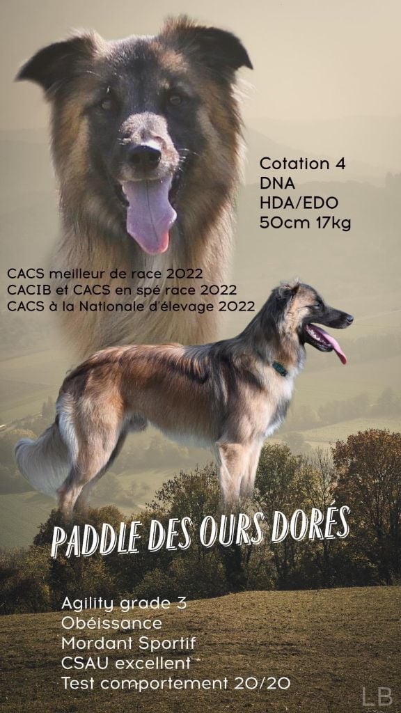 Du Vent De Farore - Chiots attendus en octobre 2023