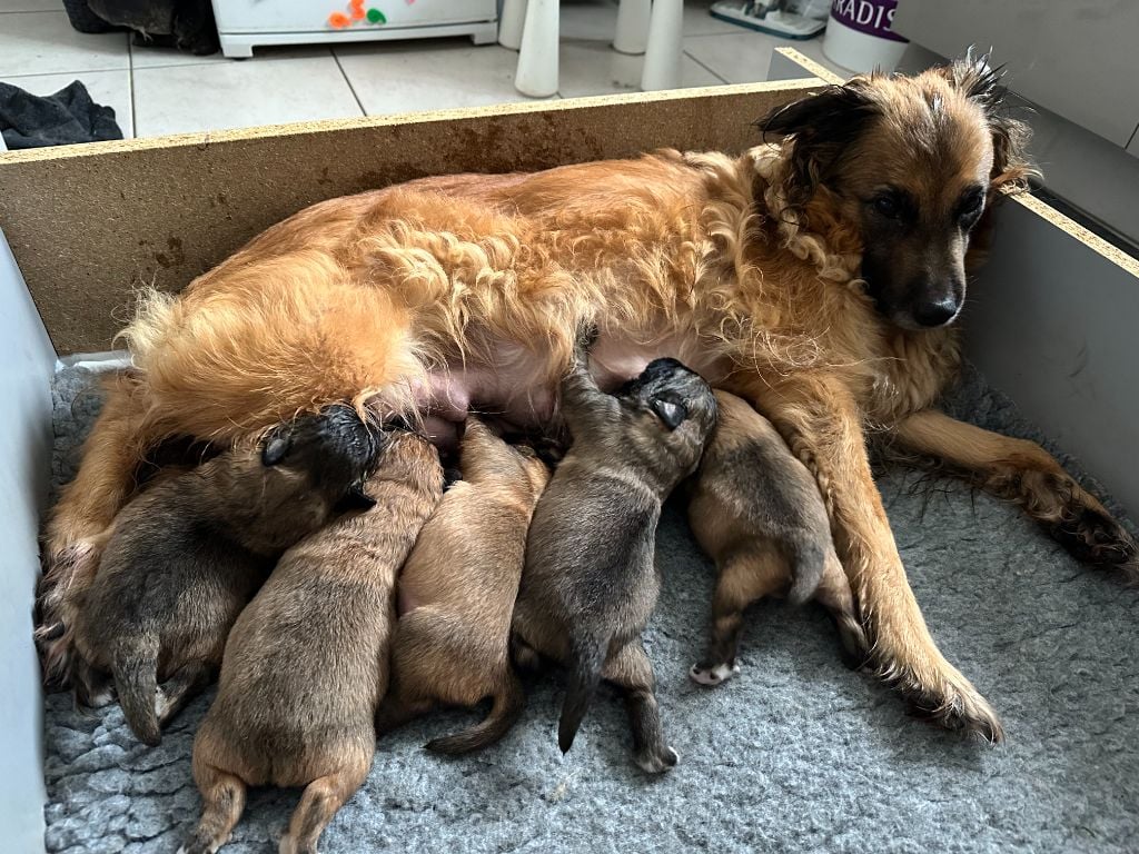 Chiot Berger des Pyrenees à face rase Du Vent De Farore