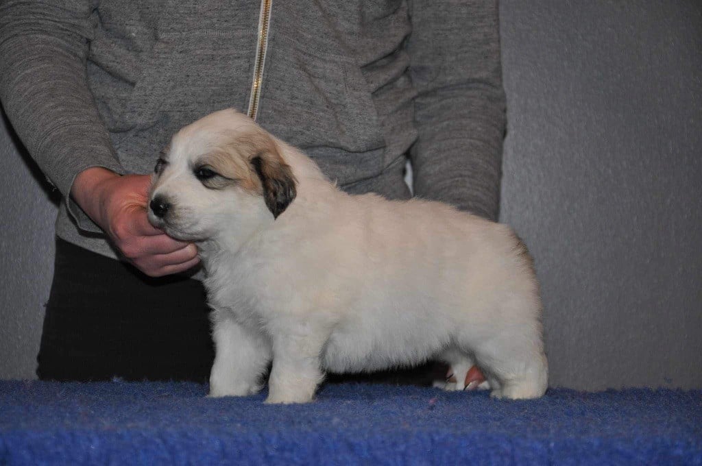 De La Légende D'Ankhara - Chiots disponibles - Chien de Montagne des Pyrenees