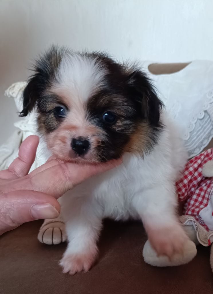 De La Nuit Des Papillons - Chiots disponibles - Epagneul nain Continental (Papillon)