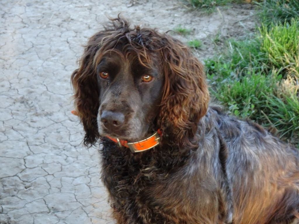 Des Epines Noires Du Finage - Des chiots pour début décembre!