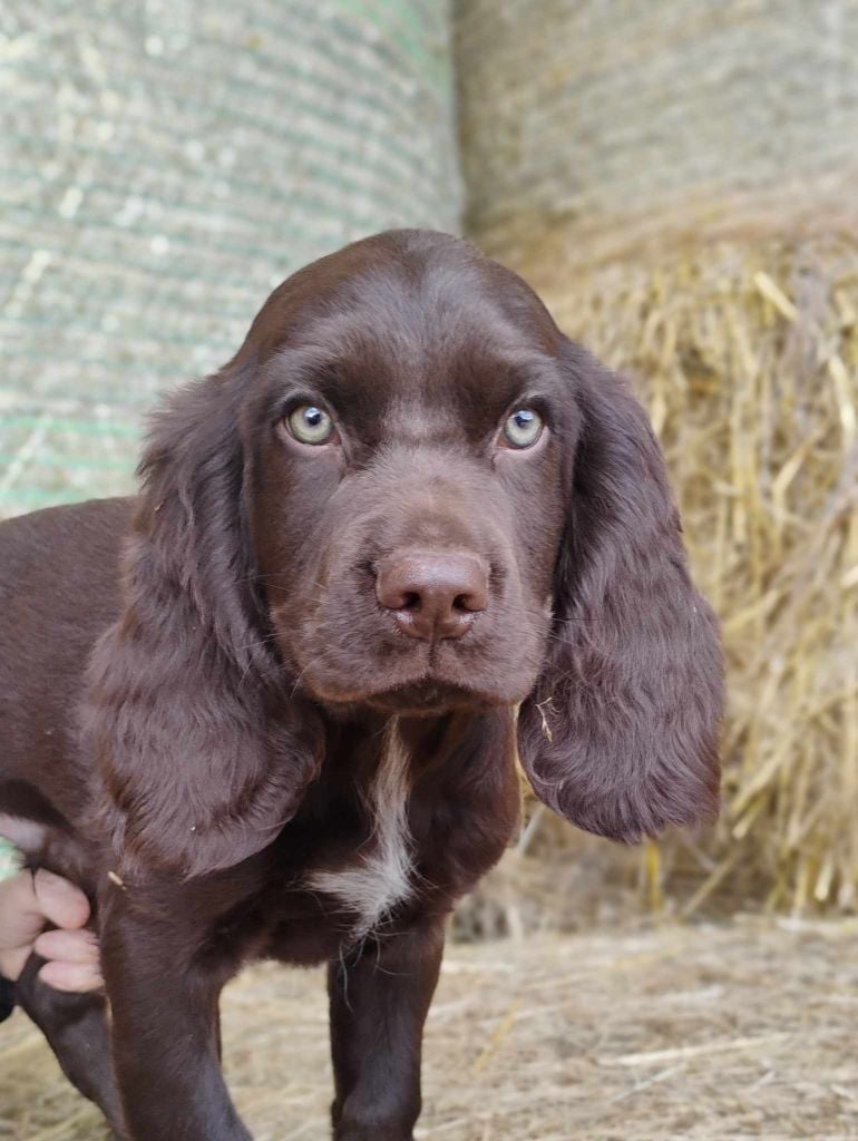 Des Epines Noires Du Finage - chiots disponibles