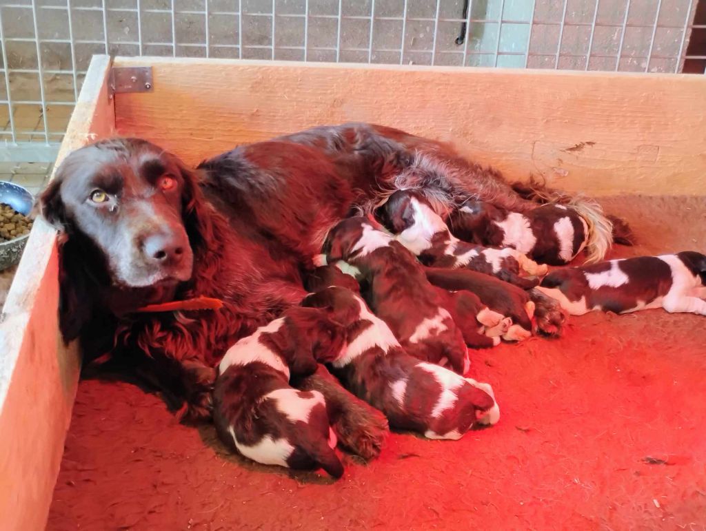 Des Epines Noires Du Finage - Les chiots sont nés!