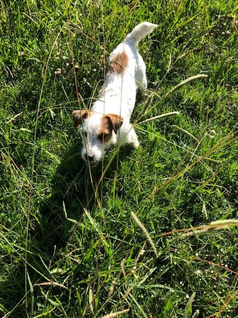 des Lys de Capellane - Chiots disponibles - Jack Russell Terrier