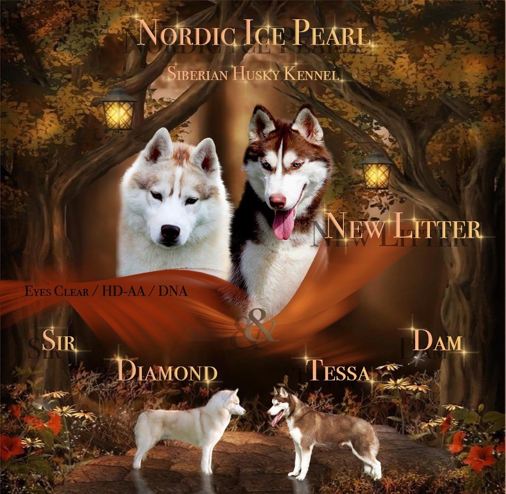 Chiot Siberian Husky Nordic Ice Pearl