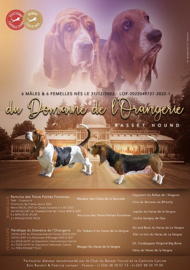 Du Domaine De L'Orangerie - Basset Hound - Portée née le 31/12/2022