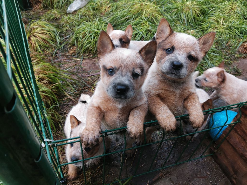 De L'Orée De Beffou - 5 chiots mâles a reserver