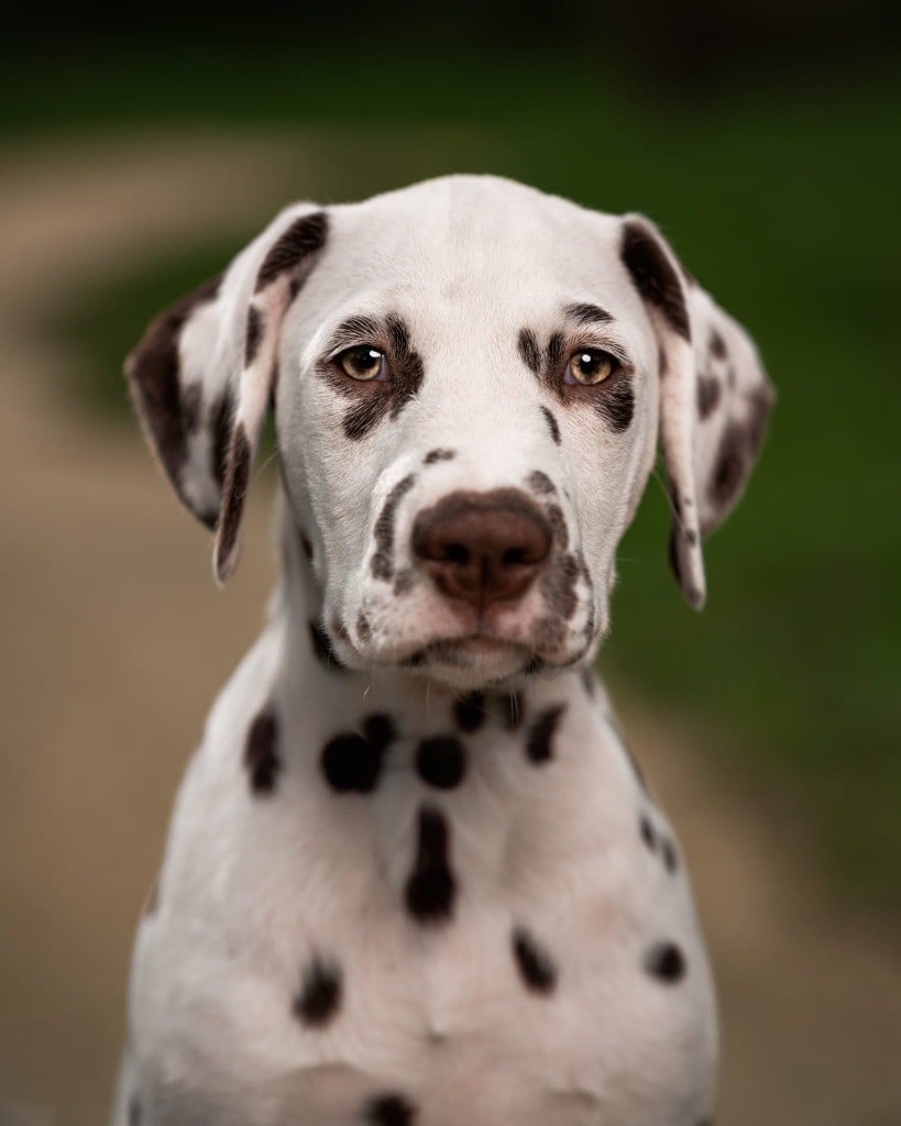 Of A Majestic Spotted White - Chiots disponibles - Dalmatien