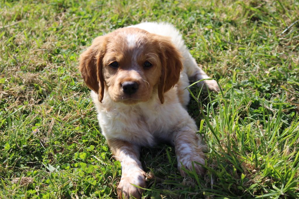 De Brénilour - Chiots disponibles - Epagneul Breton