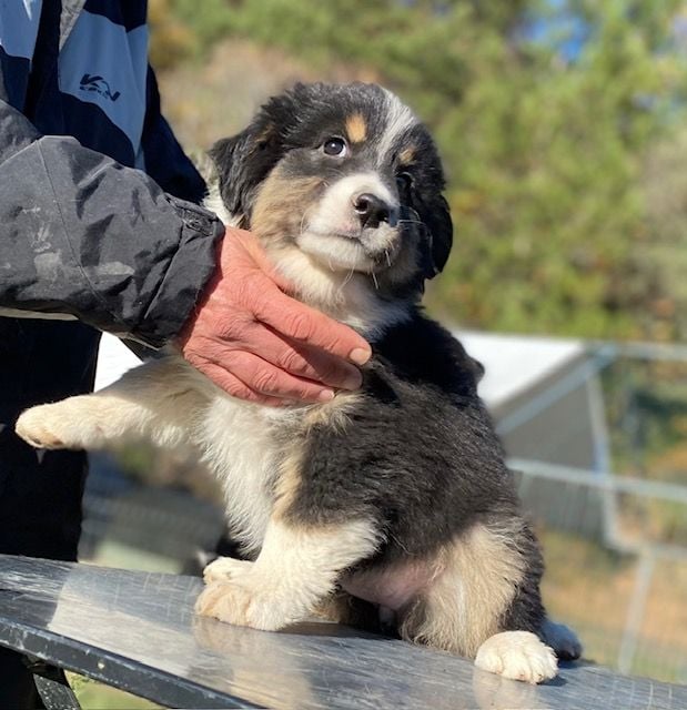 Ope's Tralia de Beaumont - Chiots disponibles - Berger Australien