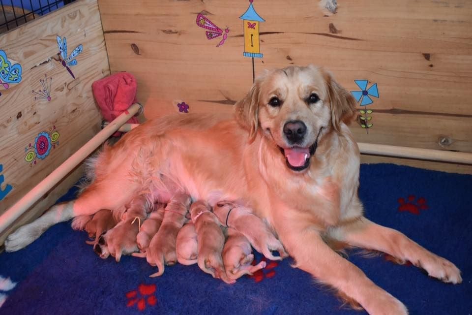 De L'Appel Du Large - Golden Retriever - Portée née le 26/08/2019