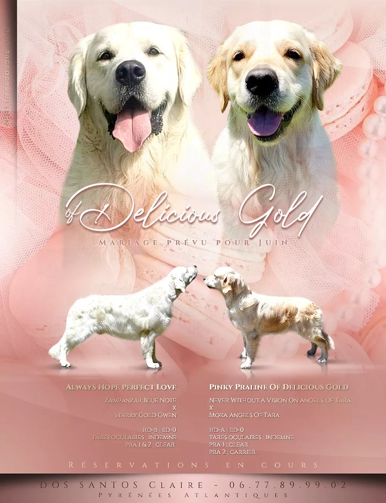 Naissance des chiots aout 21