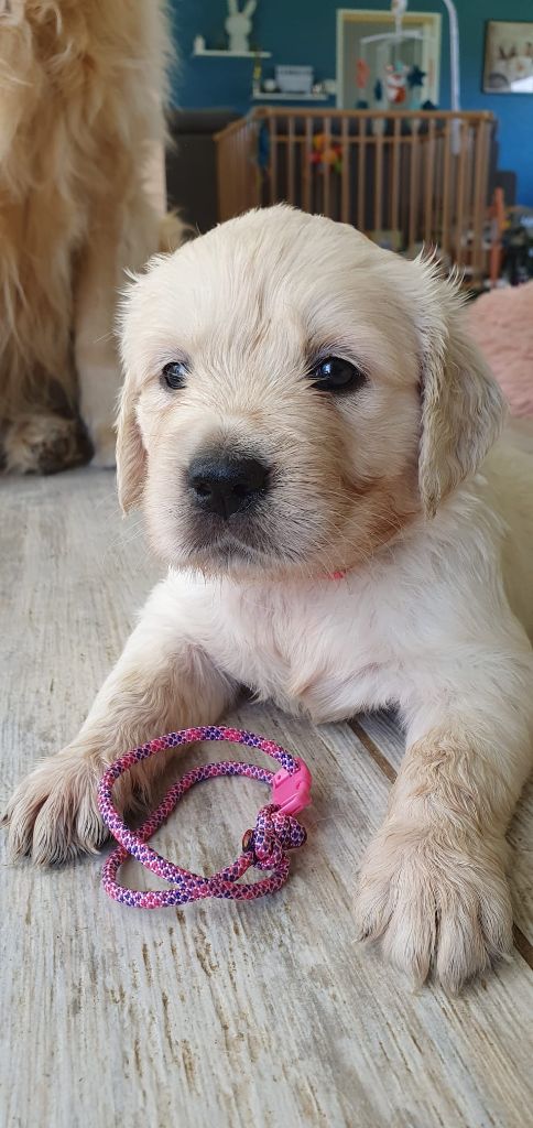 Of Delicious Gold - Chiots disponibles - Golden Retriever