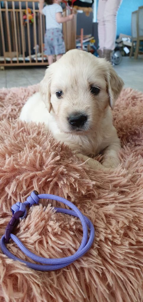 Of Delicious Gold - Chiots disponibles - Golden Retriever