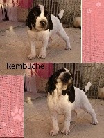 Rembuche 