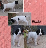 Roxie 