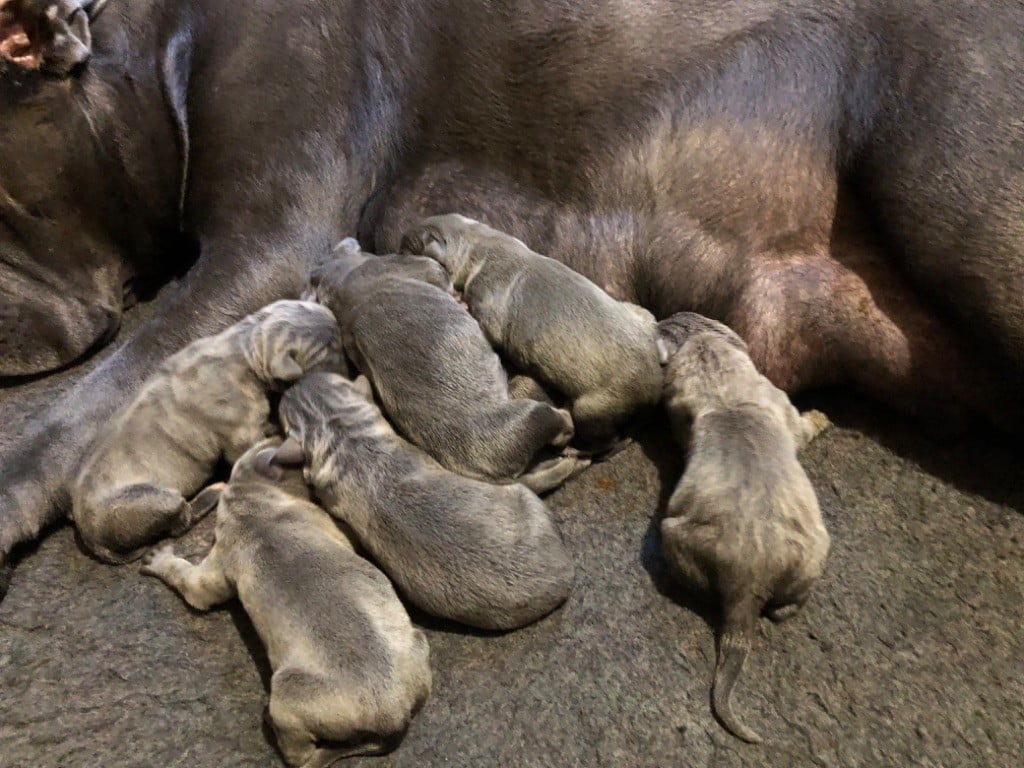 Naissance au Mas des Origines 